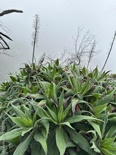 Roślinność górska