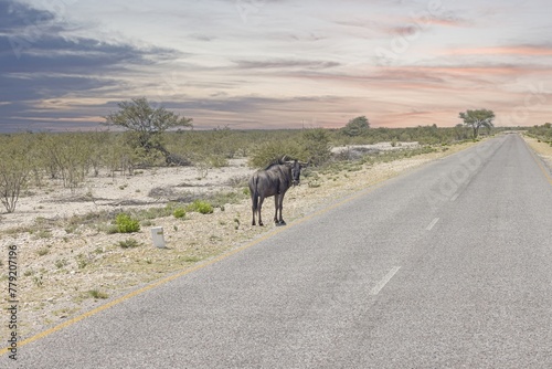 Picture of a buffalo during the day in Etosha national park in Namibia