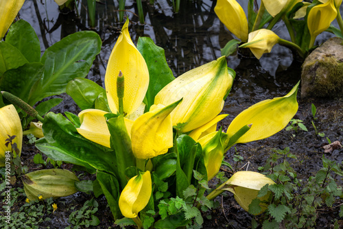 Yellow flower of Lysichiton americanus or western skunk cabbage in spring photo