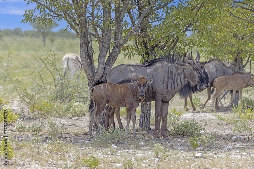 Fototapeta premium Picture of a group of buffalo during the day in Etosha national park in Namibia