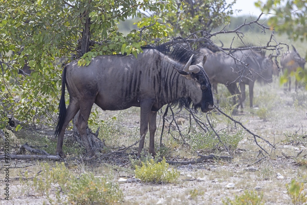 Fototapeta premium Picture of a group of buffalo during the day in Etosha national park in Namibia