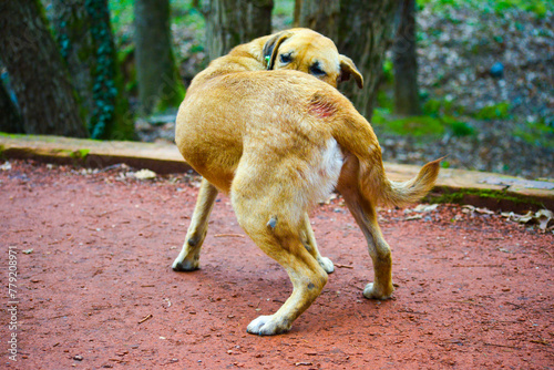 Scratching Stray: Homeless Dog Itching photo