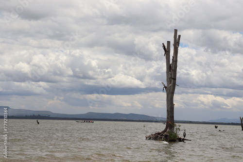 A lone acacia trunk stands majestically dead in the water of Lake Naivasha in the Great Rift Valley
