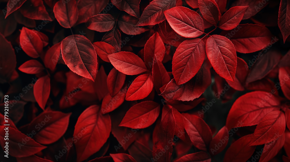 Red leaves background, closeup of leaves as a dark moody background, red color background ideal for website background or foliage pattern design element