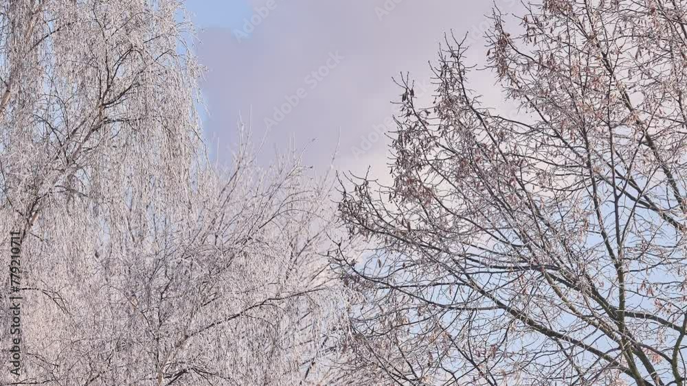 Tree branches are covered with white. Winter frosty sunny day. White smoke comes from the pipe. Tree branches are covered with white. Winter frosty sunny day. White smoke comes from the pipe.