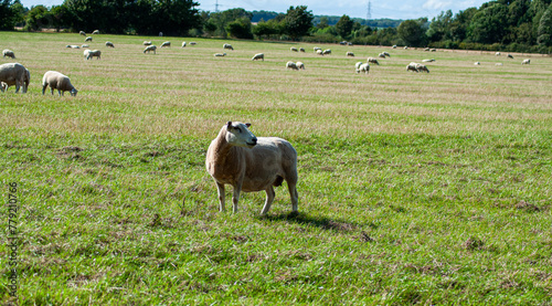 Sheep's on field. Sheep farm, UK photo