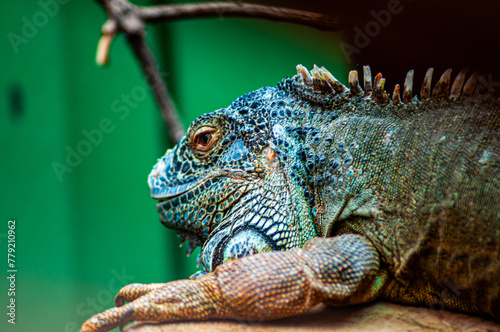 iguana on a tree