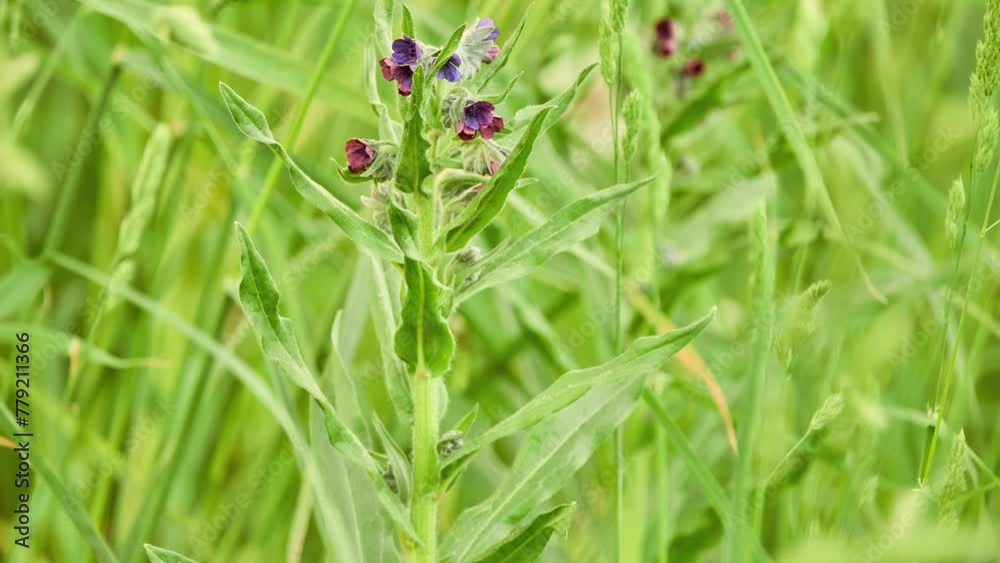 Cynoglossum officinale (houndstongue, houndstooth, dog's tongue, gypsy flower, and rats and mice due to its smell) is herbaceous plant of family Boraginaceae. Cynoglossum officinale (houndstongue, houndstooth, dog's tongue, gypsy flower, and rats and mice due to its smell) is herbaceous plant of family Boraginaceae.