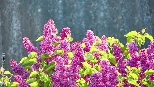 Syringa vulgaris, lilac or common lilac, is flowering plant in olive family Oleaceae, native to Balkan Peninsula, where it grows on rocky hills.