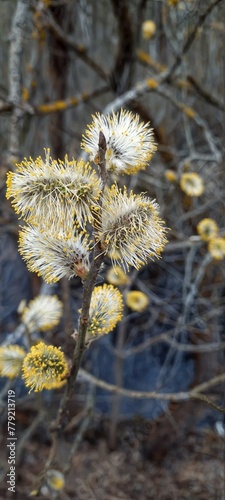 The flowering of the willow sharpleaf (Salix acutifolia). Spring kitties in the tree. photo