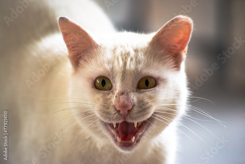 Fierce Fury: The White Cat's Defensive Display