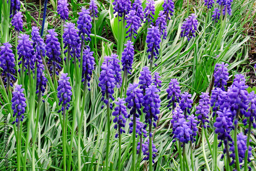 a group of purple sapphires blooming on the ground in the garden