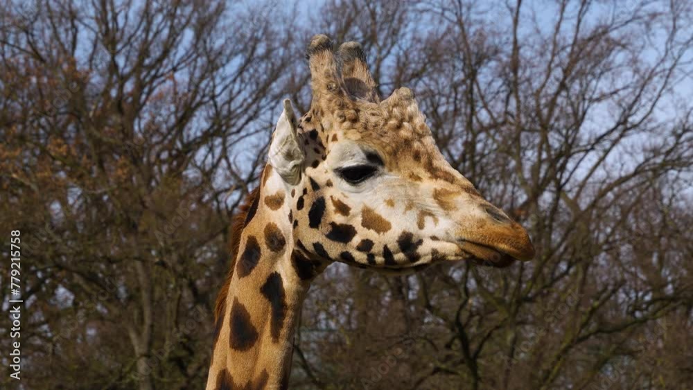 Close up view of a giraffe's head looking around on a sunny day. Close up view of a giraffe's head looking around on a sunny day.
