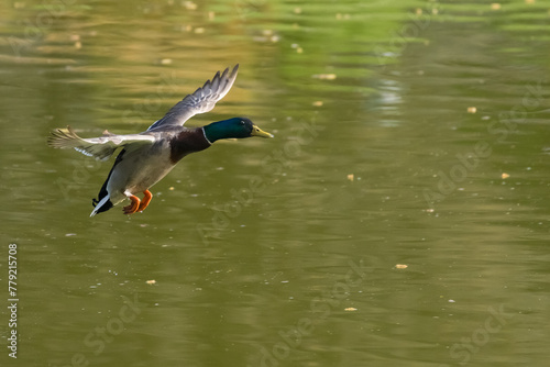 A Mallard is Gracefully Flying above the Green Lake Water Probably Contemplating the Bread Crumbs Thrown by Park Visitors