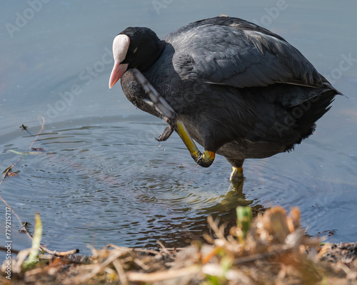 A Coot is Standing by the Lake and Performing the Daily Scratching Habits with Its Great Legs