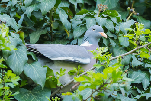 A Common Wood Pigeon (Columba Palumbus) is Hiding within the Dense Tree Foliage