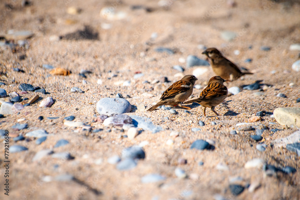Coastal Serenade: Sparrows at Play on the Sandy Shore Coastal Serenade: Sparrows at Play on the Sandy Shore
