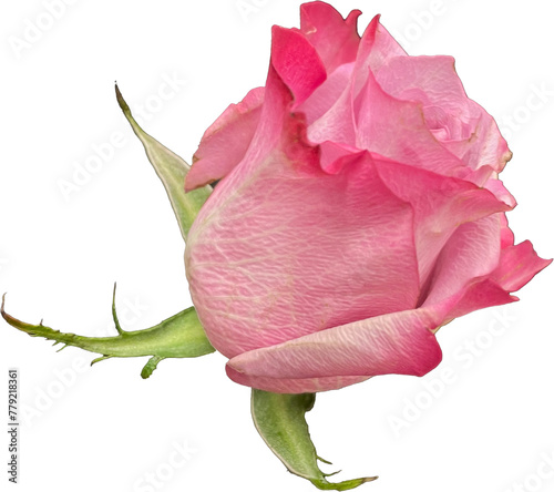 pink rose head isolated on transparent 