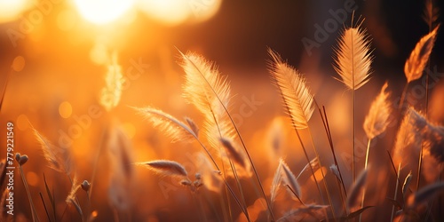 Grass flower in the meadow at sunset. Nature background. © Graphicsstudio 5