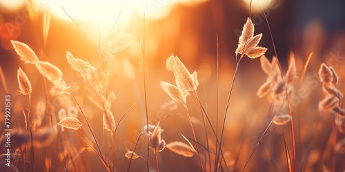 Grass flower in the meadow at sunset. Nature background.