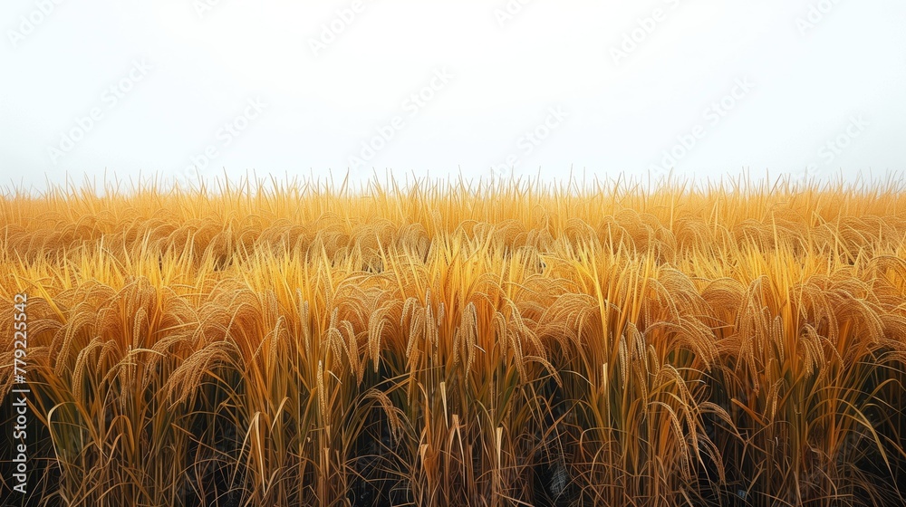 Fototapeta premium Wheat Field Under Blue Sky