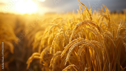 Sun Setting Over Wheat Field