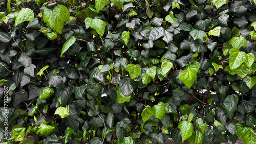 Lush green ivy leaves with raindrops, dense foliage after rain. Hydrated plants and nature rejuvenation concept for design and print. Close up, natural background.
