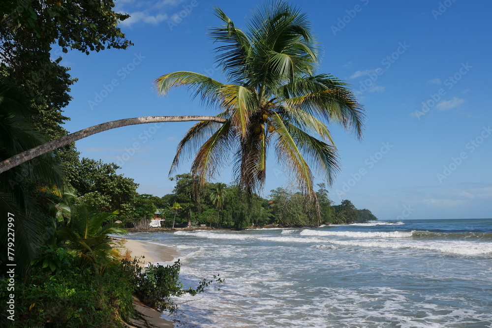 Φωτογραφία Waagerecht wachsende Palme am Strand im Nationalpark Cahuita in Costa Rica