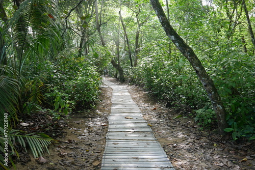 Tropischer Regenwald im Nationalpark Cahuita in Costa Rica
