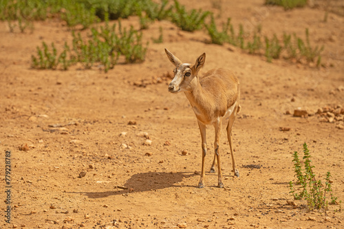 Goitered gazelle, a small, common gazelle is grazing in the desert. Animals wildlife. Travel in nature reserves. Gazella subgutturosa