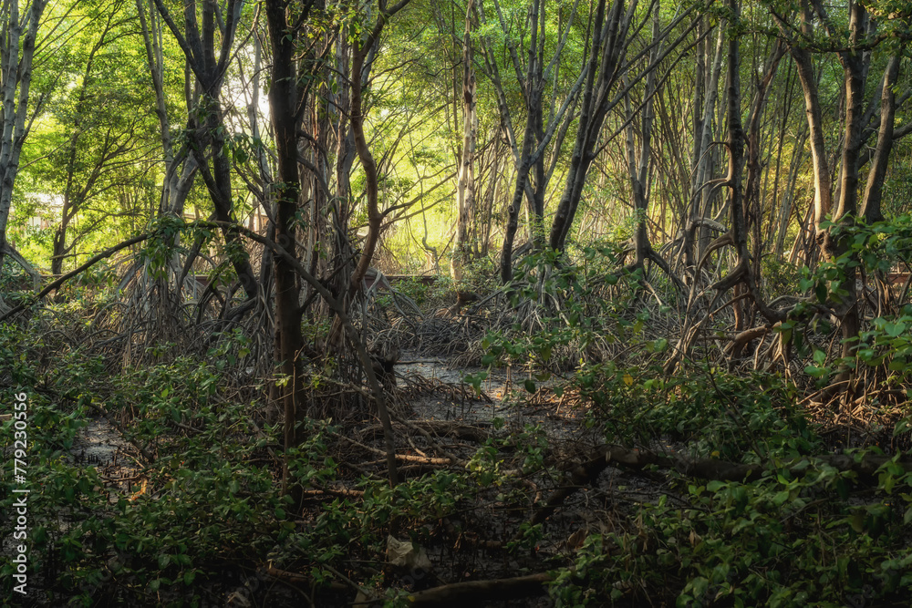 Fototapeta premium Mangrove forests are ecosystems that contain a variety of plants and animals, a source of energy, a source of food, and a habitat and refuge for many species of animals. Ban Laemchabang community mang