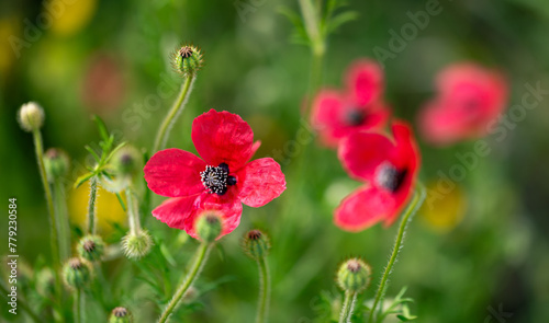 Detail of sad or mestizo poppy (Papaver hybridum) in a meadow in Andalusia in spring photo
