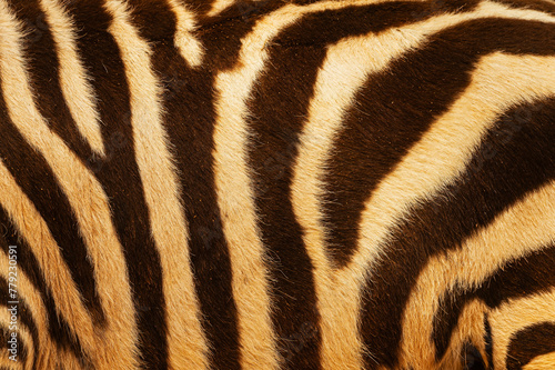 Detail shot of the zebra's body.