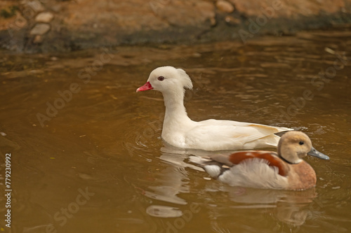 White duck swimming in the pond.