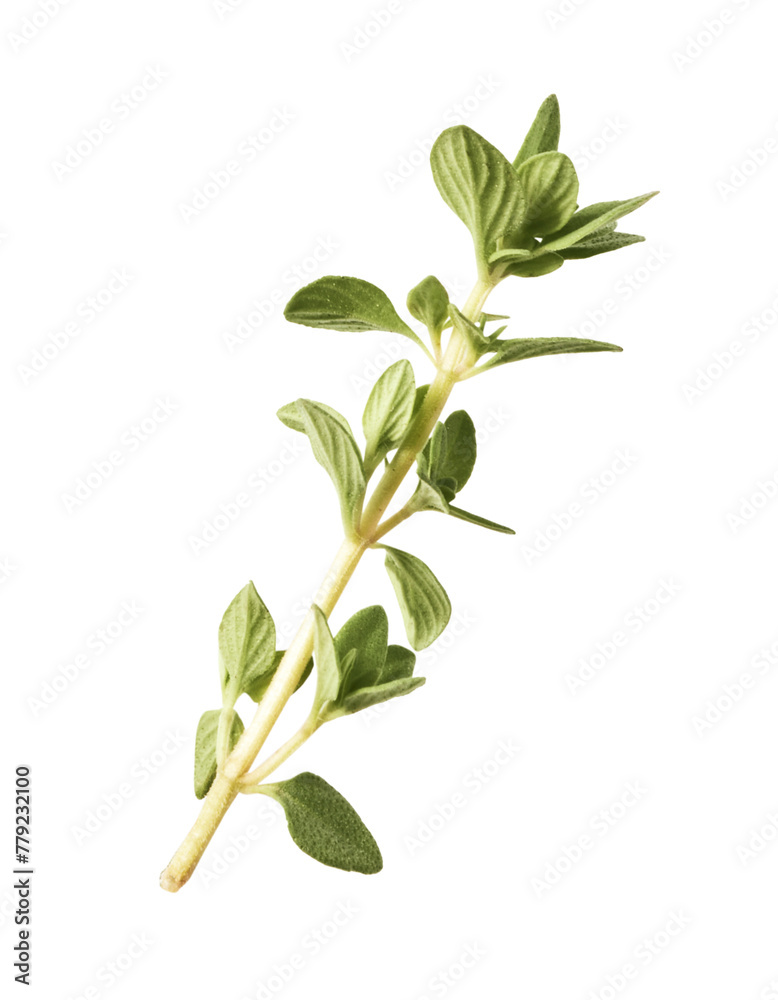 Fresh green thyme herb falling in the air isolates on white background