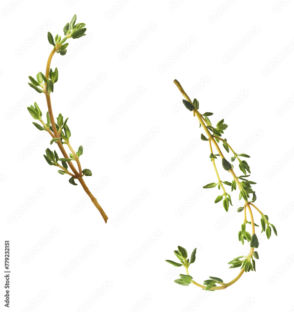 Fresh green thyme herb falling in the air isolates on white background