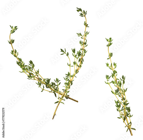 Fototapeta Naklejka Na Ścianę i Meble -  Fresh green thyme herb falling in the air isolates on white background