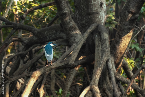 Mangrove forests are ecosystems that contain a variety of plants and animals, a source of energy, a source of food, and a habitat and refuge for many species of animals. Ban Laemchabang community mang photo