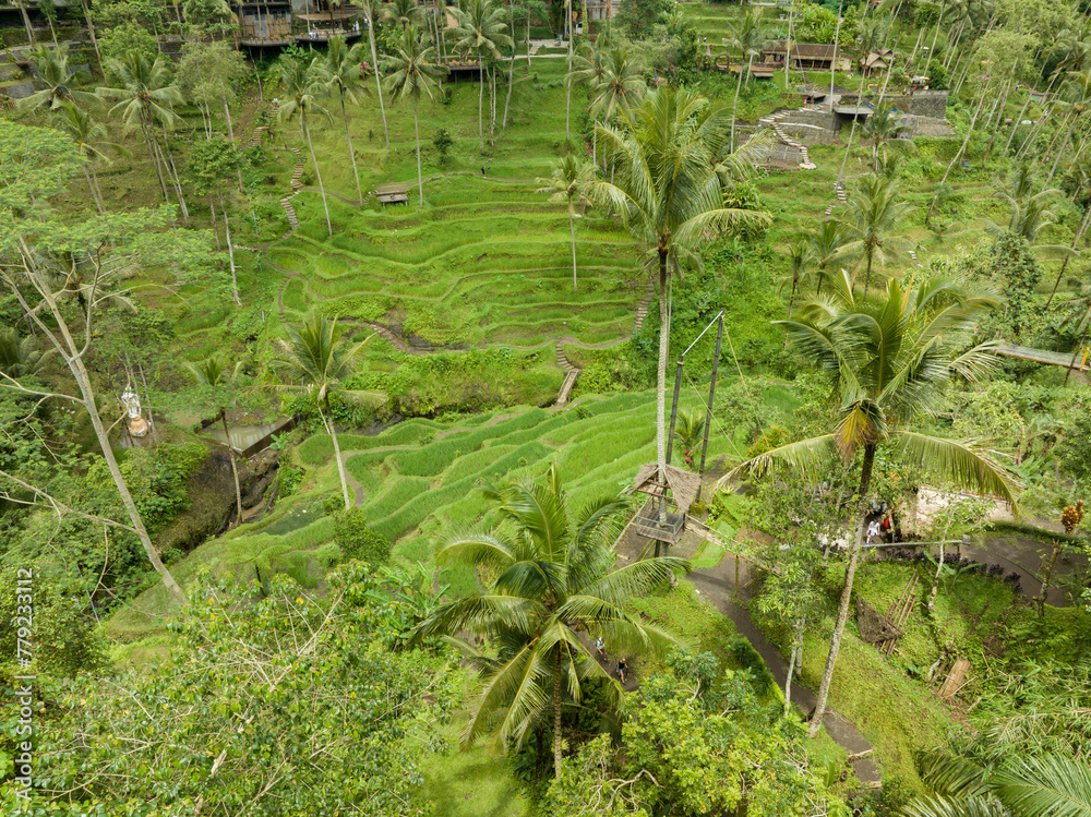 Aerial view of lush green rice terraces in Bali, Indonesia Aerial view of lush green rice terraces in Bali, Indonesia