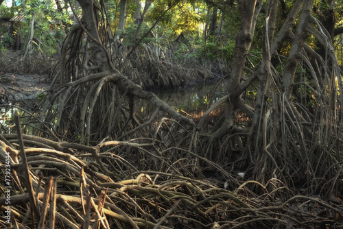 Mangrove forests are ecosystems that contain a variety of plants and animals, a source of energy, a source of food, and a habitat and refuge for many species of animals. Ban Laemchabang community mang © Pornprasit Panada