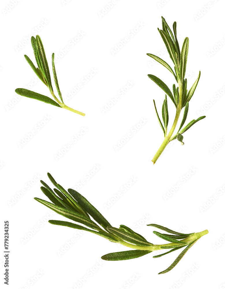 Naklejka premium Fresh green rosemary herb falling in the air isolates on white background