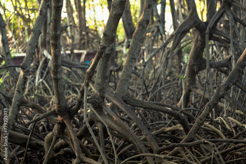 Mangrove forests are ecosystems that contain a variety of plants and animals, a source of energy, a source of food, and a habitat and refuge for many species of animals. Ban Laemchabang community mang