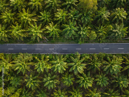 Aerial view of vast oil palm fields in Indonesia