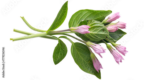 comfrey herb - Symphytum officinale, on transparent background. photo