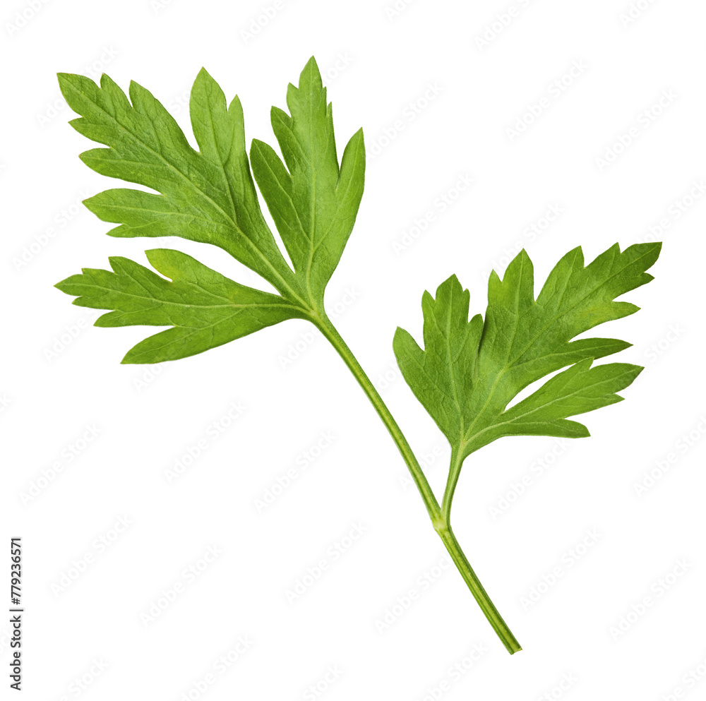 Fresh green Parsley herb falling in the air isolates on white background Fresh green Parsley herb falling in the air isolates on white background