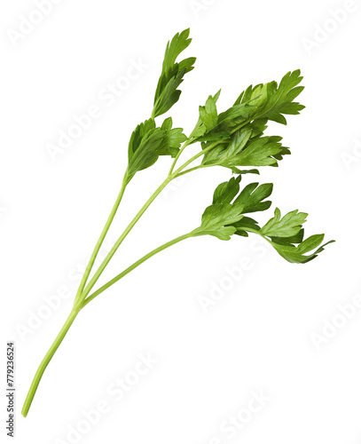 Fresh green Parsley herb falling in the air isolates on white background
