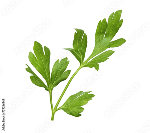 Fresh green Parsley herb falling in the air isolates on white background