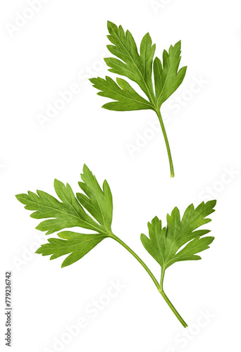 Fototapeta Naklejka Na Ścianę i Meble -  Fresh green Parsley herb falling in the air isolates on white background