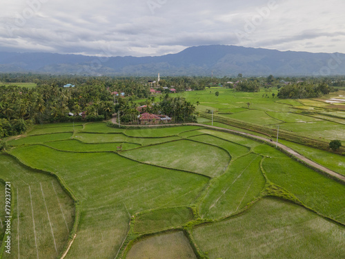 Aerial view of vast and beautiful rice fields in Indonesia