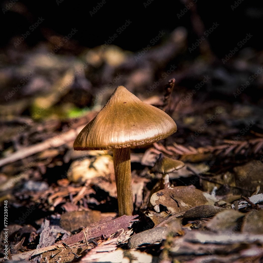 Fototapeta premium mushroom in forest